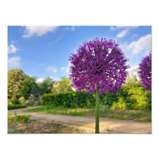 Plant Allium Foto Prints Foto Afdruk