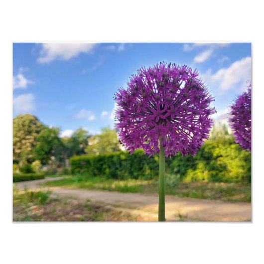 Plant Allium Foto Prints Foto Afdruk (Voorkant)
