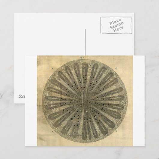 Plant Anatomie Briefkaart (Voorkant / Achterkant)