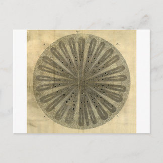  Plant Anatomie Briefkaart