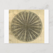 Plant Anatomie Briefkaart (Voorkant)