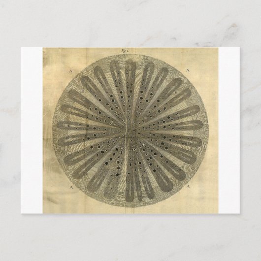  Plant Anatomie Briefkaart (Voorkant)