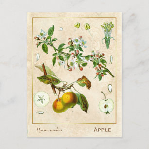 Plant Apple Fruit Botanisch Briefkaart