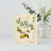  Plant Apple Fruit Botanisch Briefkaart (Staand voorkant)