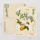  Plant Apple Fruit Botanisch Briefkaart (Voorkant / Achterkant)