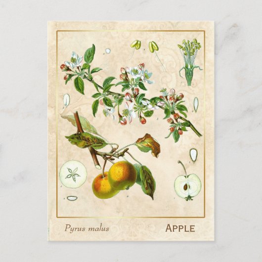  Plant Apple Fruit Botanisch Briefkaart (Voorkant)