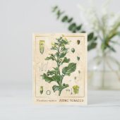  Plant Aztec Tabak Botanisch Briefkaart (Staand voorkant)