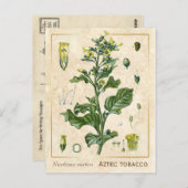  Plant Aztec Tabak Botanisch Briefkaart (Voorkant / Achterkant)