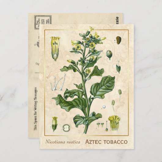  Plant Aztec Tabak Botanisch Briefkaart (Voorkant / Achterkant)