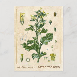 Plant Aztec Tabak Botanisch Briefkaart