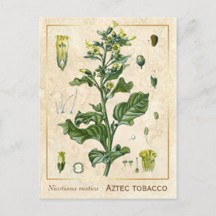  Plant Aztec Tabak Botanisch Briefkaart