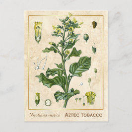  Plant Aztec Tabak Botanisch Briefkaart