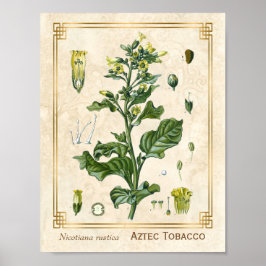  Plant Aztec Tabak Botanisch Poster