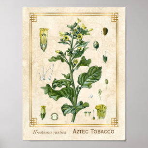 Plant Aztec Tabak Botanisch Poster