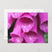 Plant Briefkaart (Voorkant / Achterkant)