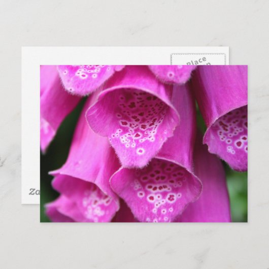 Plant Briefkaart (Voorkant / Achterkant)