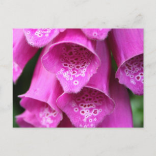 Plant Briefkaart
