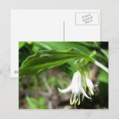 Plant Briefkaart (Voorkant / Achterkant)