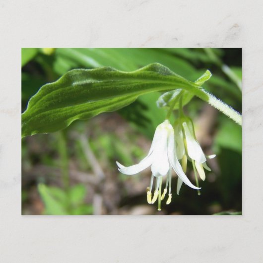 Plant Briefkaart (Voorkant)