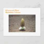 plant briefkaart (Voorkant)