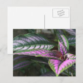 Plant briefkaart (Voorkant / Achterkant)