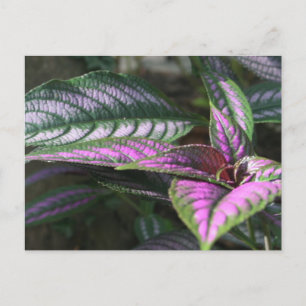 Plant briefkaart