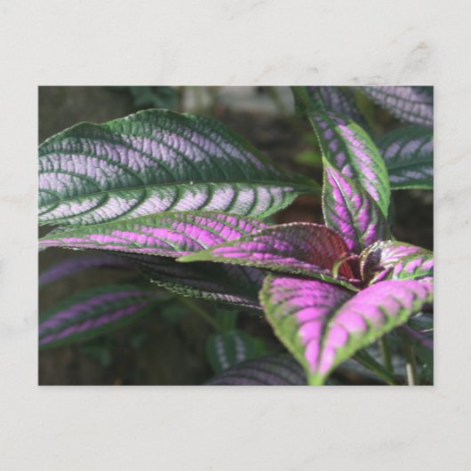 Plant briefkaart (Voorkant)