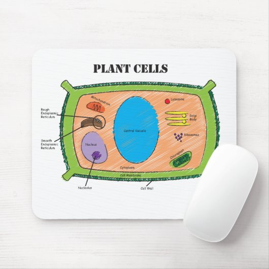 Plant celdiagram muismat (Met muis)