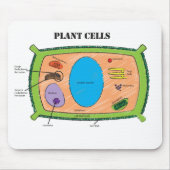Plant celdiagram muismat (Voorkant)