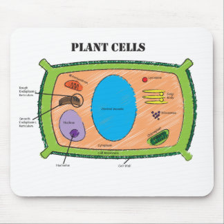 Plant celdiagram muismat
