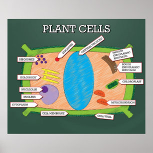 Plant cellen *UPDATED* Poster