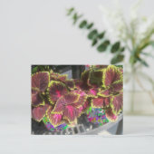 Plant Coleus Briefkaart (Staand voorkant)