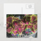 Plant Coleus Briefkaart (Voorkant / Achterkant)