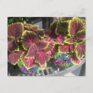 Plant Coleus Briefkaart