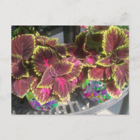 Plant Coleus Briefkaart (Voorkant)