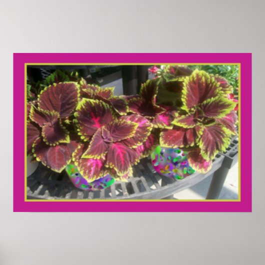 Plant Coleus Poster (Voorkant)