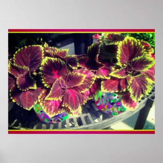 Plant Coleus Poster (Voorkant)