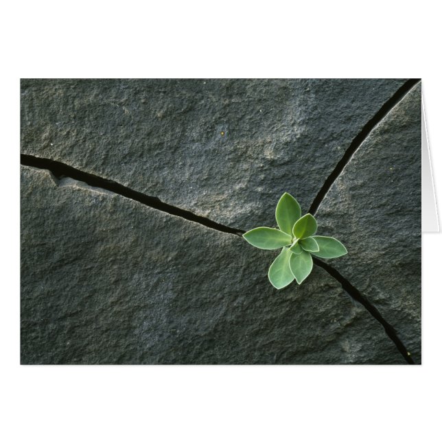 Plant dat in de boulder groeit (Voorkant Horizontaal)