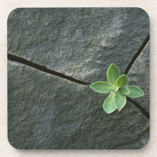 Plant dat in de boulder groeit bier onderzetter