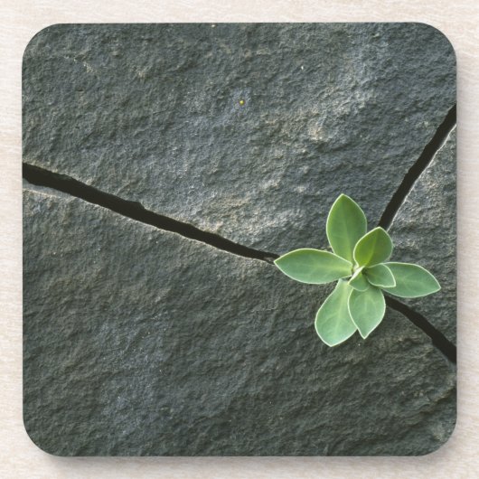 Plant dat in de boulder groeit bier onderzetter (Voorkant)