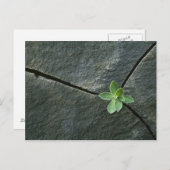 Plant dat in de boulder groeit briefkaart (Voorkant / Achterkant)