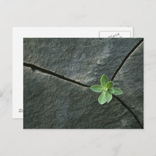 Plant dat in de boulder groeit briefkaart (Voorkant / Achterkant)