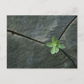 Plant dat in de boulder groeit briefkaart (Voorkant)