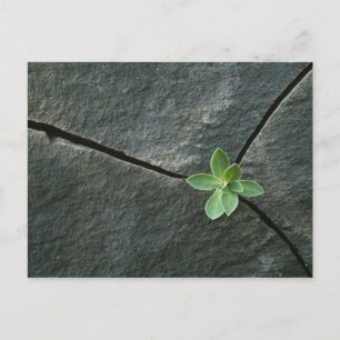 Plant dat in de boulder groeit briefkaart