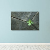 Plant dat in de boulder groeit canvas afdruk (Insitu (Houten vloer))