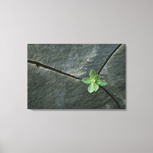 Plant dat in de boulder groeit canvas afdruk (Voorkant)