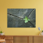 Plant dat in de boulder groeit canvas afdruk (Insitu (Woonkamer))