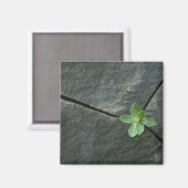 Plant dat in de boulder groeit magneet (Voorkant / Achterkant)