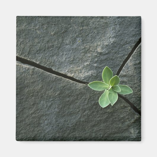 Plant dat in de boulder groeit magneet (Voorkant)