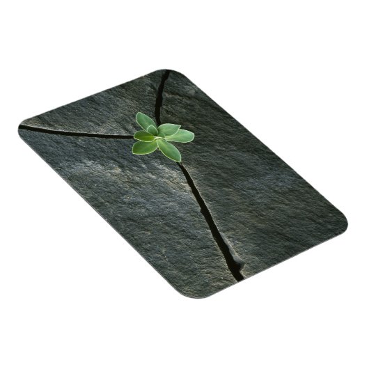 Plant dat in de boulder groeit magneet (Rechterzijde)